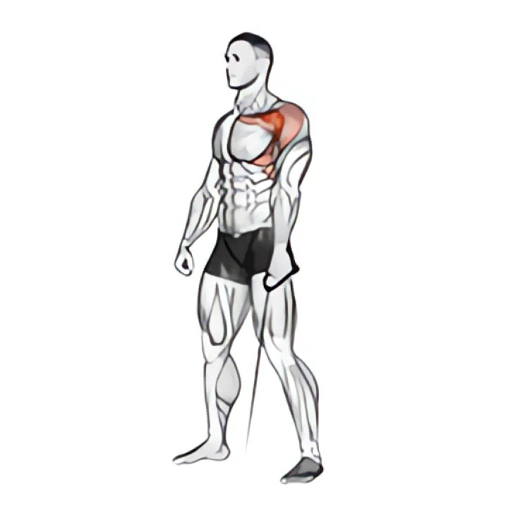 cable forward raise