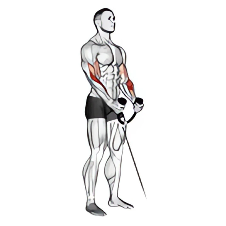 cable hammer curl (with rope)