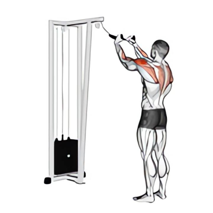 cable rear delt row (with rope)