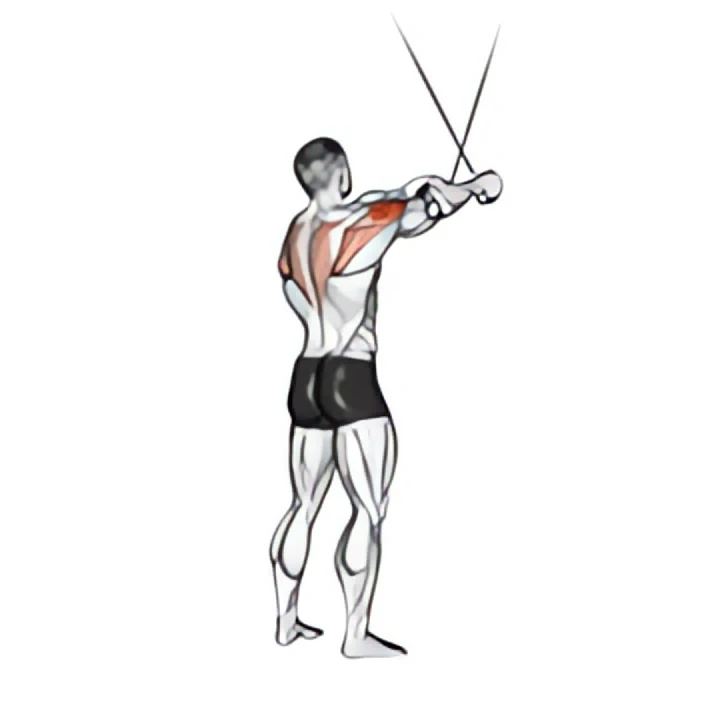 cable standing cross-over high reverse fly