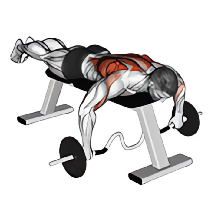 cambered bar lying row