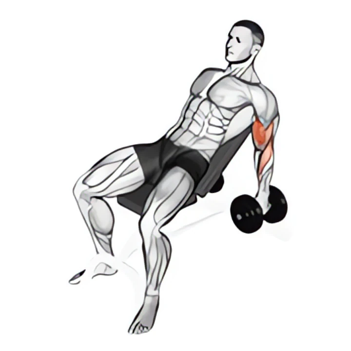 dumbbell incline hammer curl