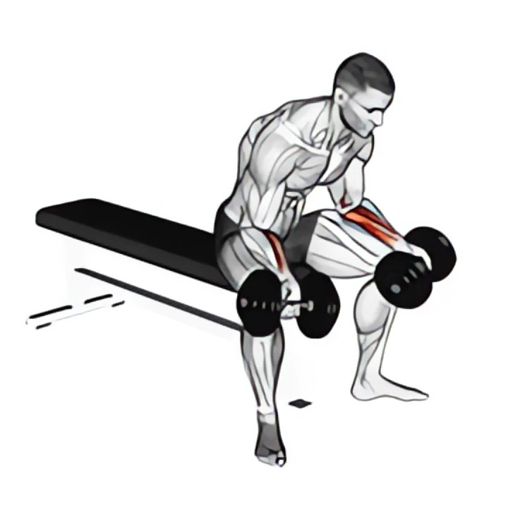 dumbbell seated palms up wrist curl