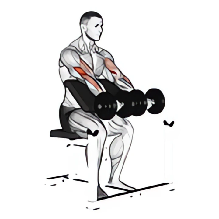 dumbbell seated preacher curl