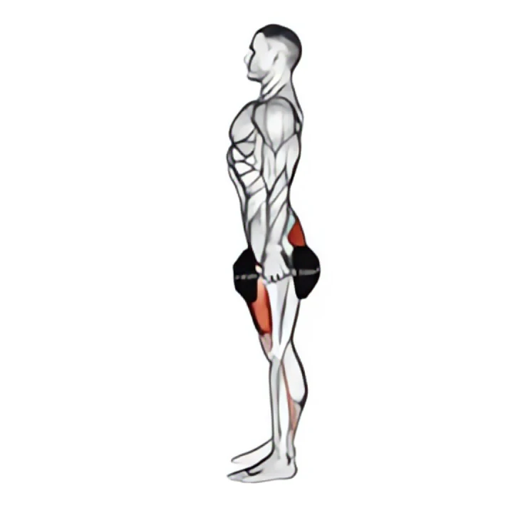 dumbbell squat