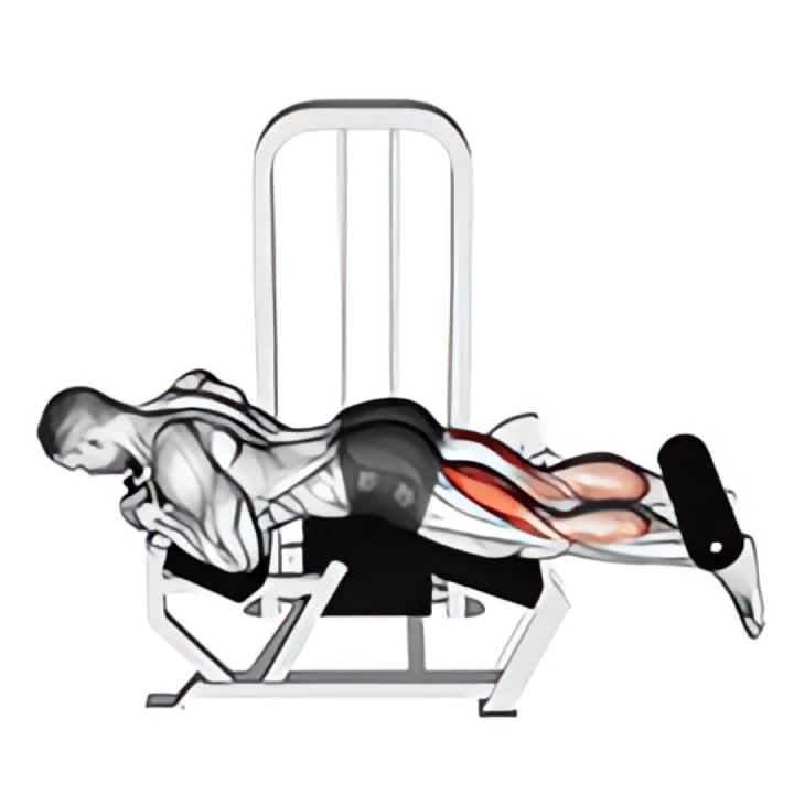lever lying leg curl