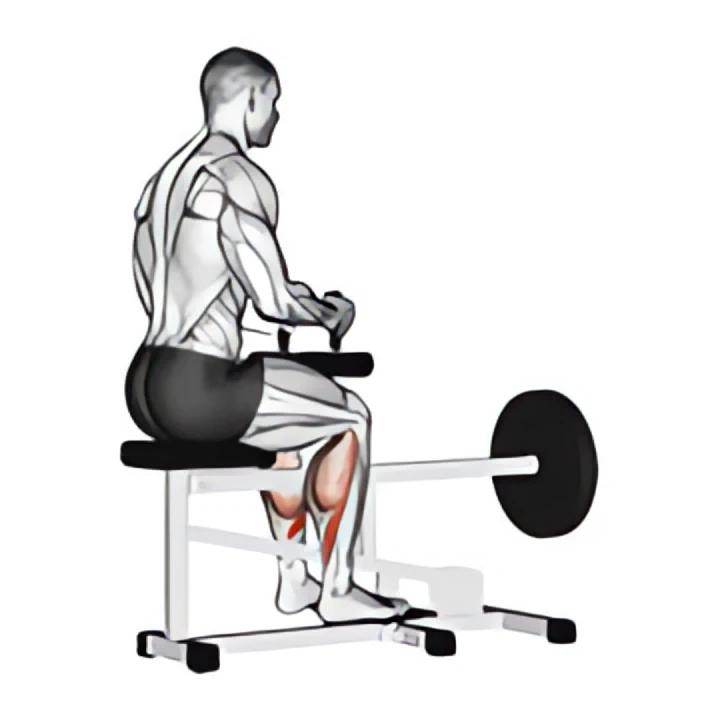 lever seated calf raise