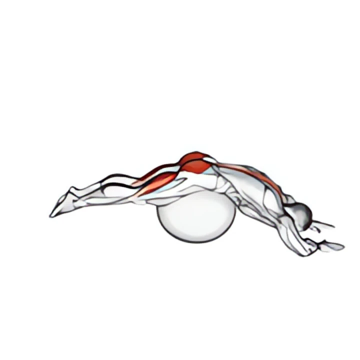 reverse hyper extension (on stability ball)