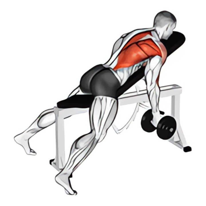 dumbbell reverse grip incline bench one arm row