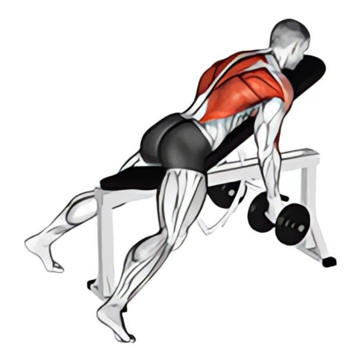 dumbbell reverse grip incline bench two arm row