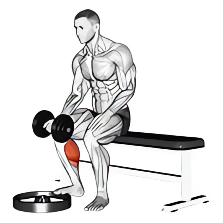 dumbbell seated one leg calf raise – palm up