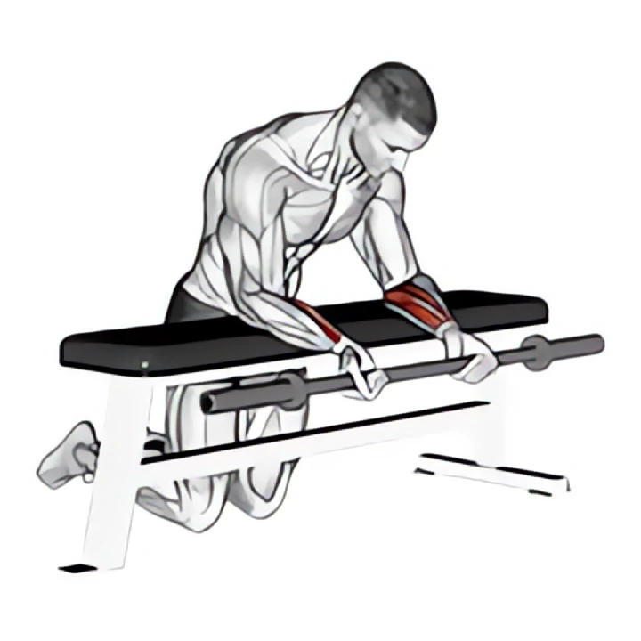 barbell palms up wrist curl over a bench