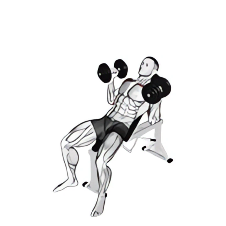 dumbbell palms in incline bench press