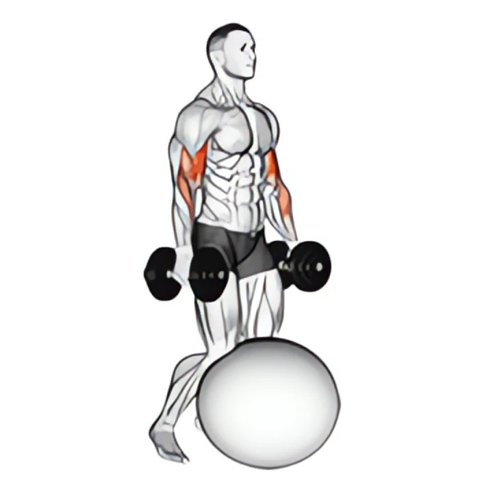 dumbbell kneeling bicep curl exercise ball