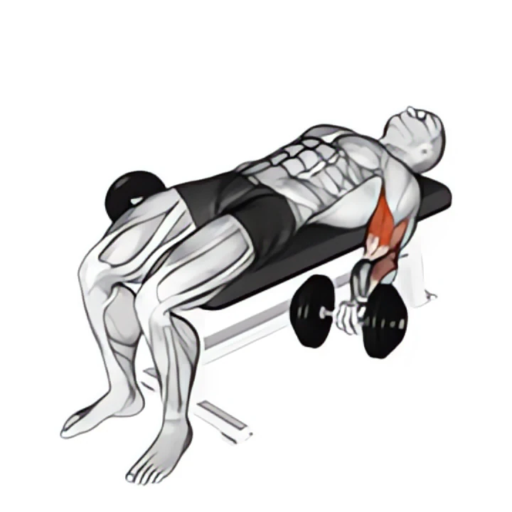 dumbbell lying supine biceps curl