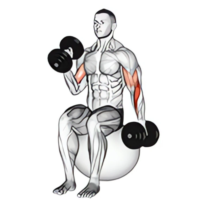 dumbbell seated alternate hammer curl on exercise ball
