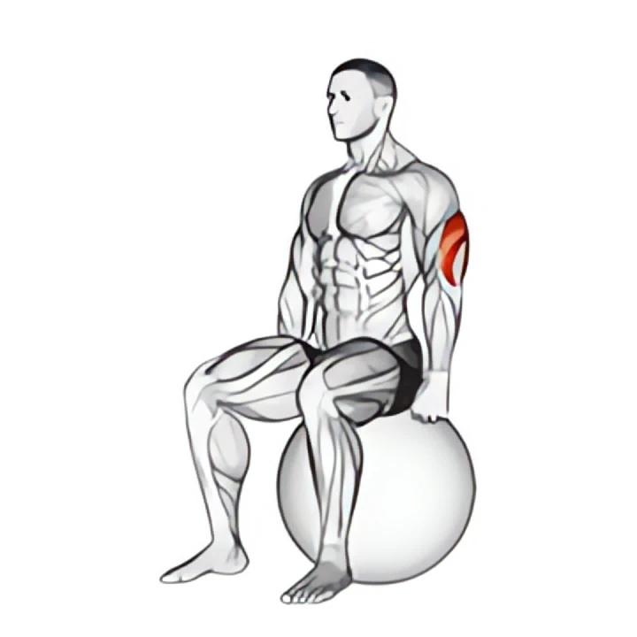 exercise ball seated triceps stretch