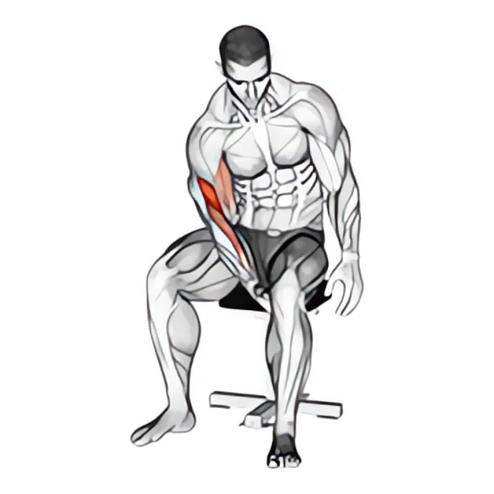 biceps leg concentration curl