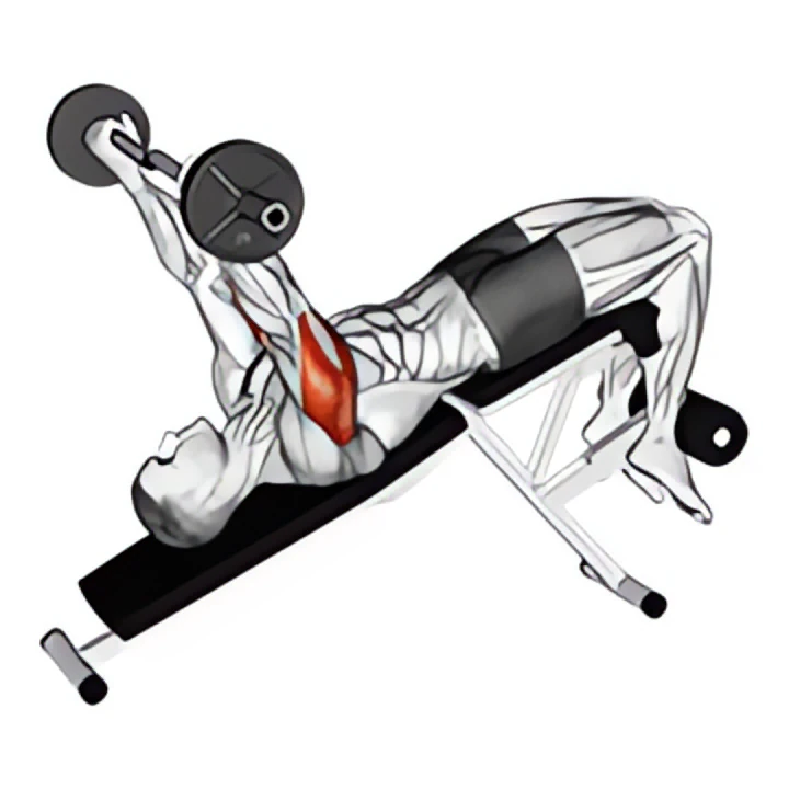 ez barbell decline triceps extension