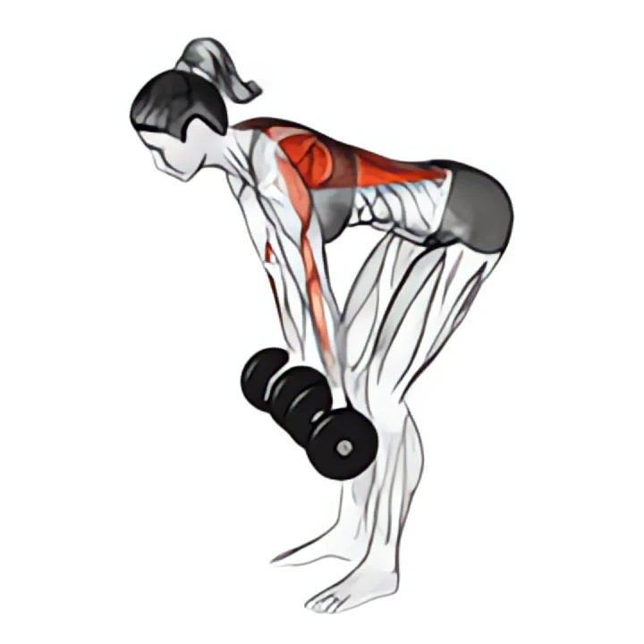 dumbbell reverse grip row (female)
