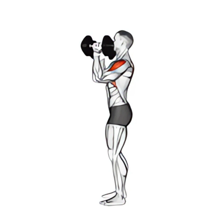 dumbbell scott press