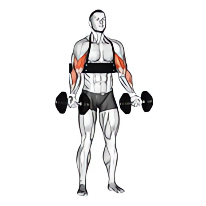 dumbbell alternate biceps curl (with arm blaster)
