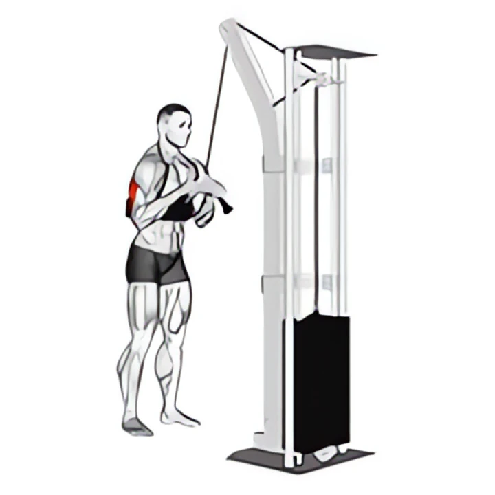 cable triceps pushdown (v-bar) (with arm blaster)