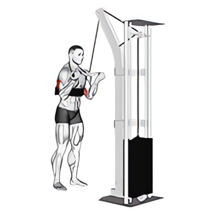 cable reverse grip triceps pushdown (sz-bar) (with arm blaster)
