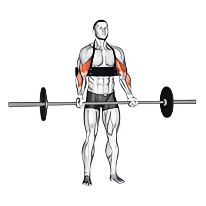 barbell biceps curl (with arm blaster)