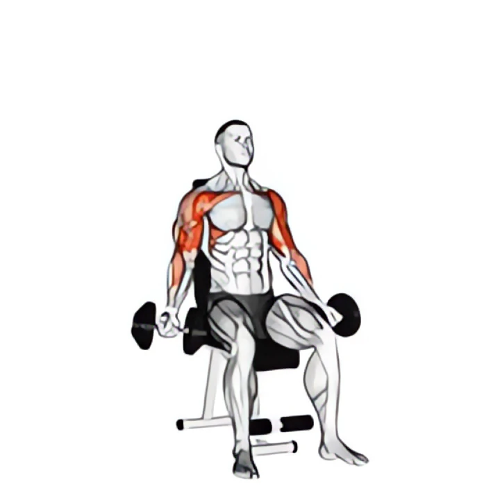 dumbbell seated biceps curl to shoulder press