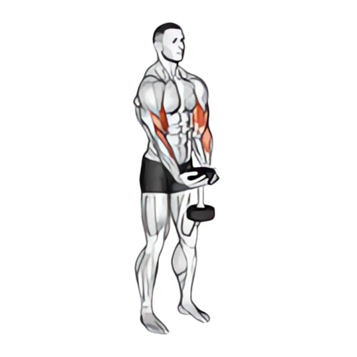 dumbbell waiter biceps curl